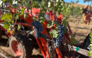 1 winery and farming at black oak