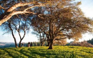 205 black oak mountain vineyards