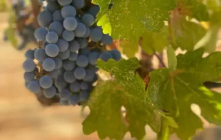 3 winery and farming at black oak