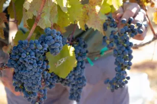 wine harvesting at black oak mountain vineyards